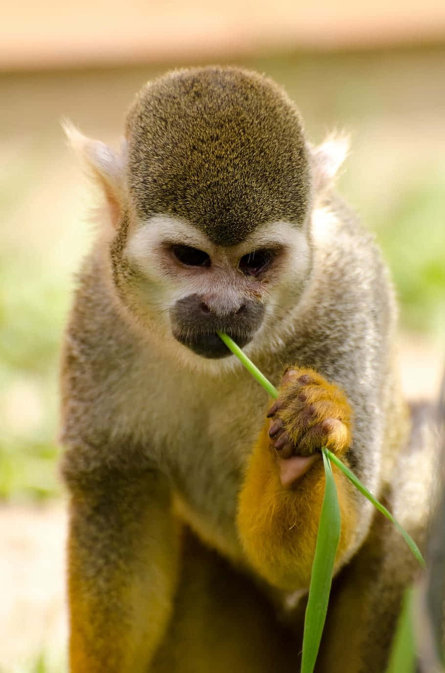 Squirrel Monkey 桌布 壁紙 — 一隻松鼠猴專注地拿著並啃咬一片綠葉的特寫。