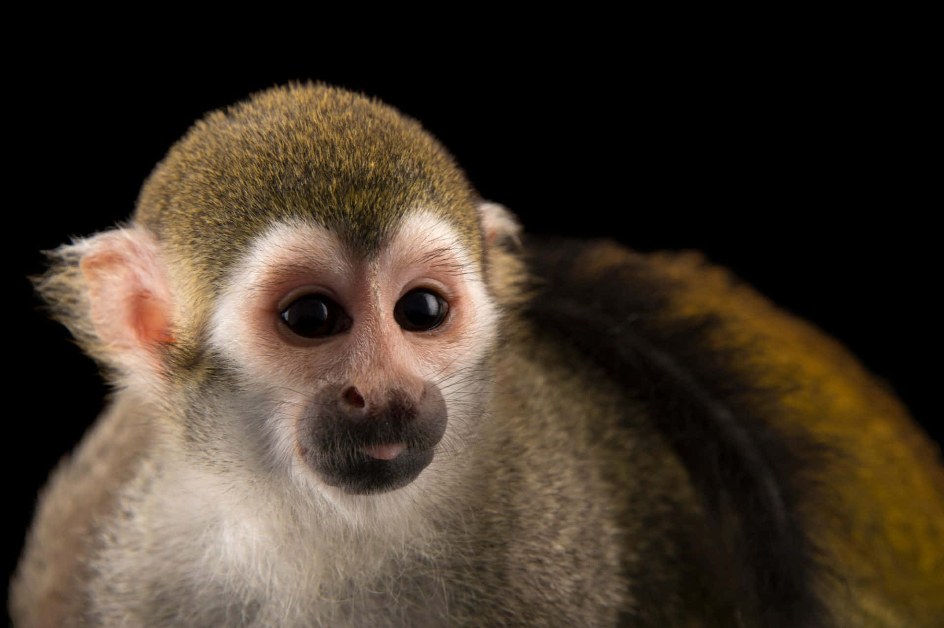 Squirrel Monkey 桌布 壁紙 — 一隻松鼠猴的近距離特寫，有著大大的深色眼睛和好奇的表情，背景為黑色。