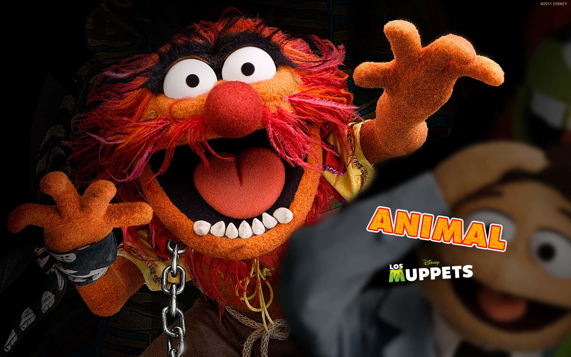  壁紙 — Muppet角色Animal的特寫，擁有狂野的紅色毛髮和張開的大嘴，露出牙齒和舌頭。