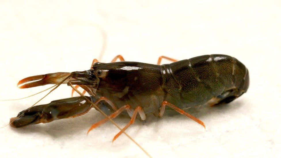 Pistol Shrimp 桌布 壁紙 — 一隻深綠色蝦帶有橙色爪和腿在白色背景上的特寫照片。