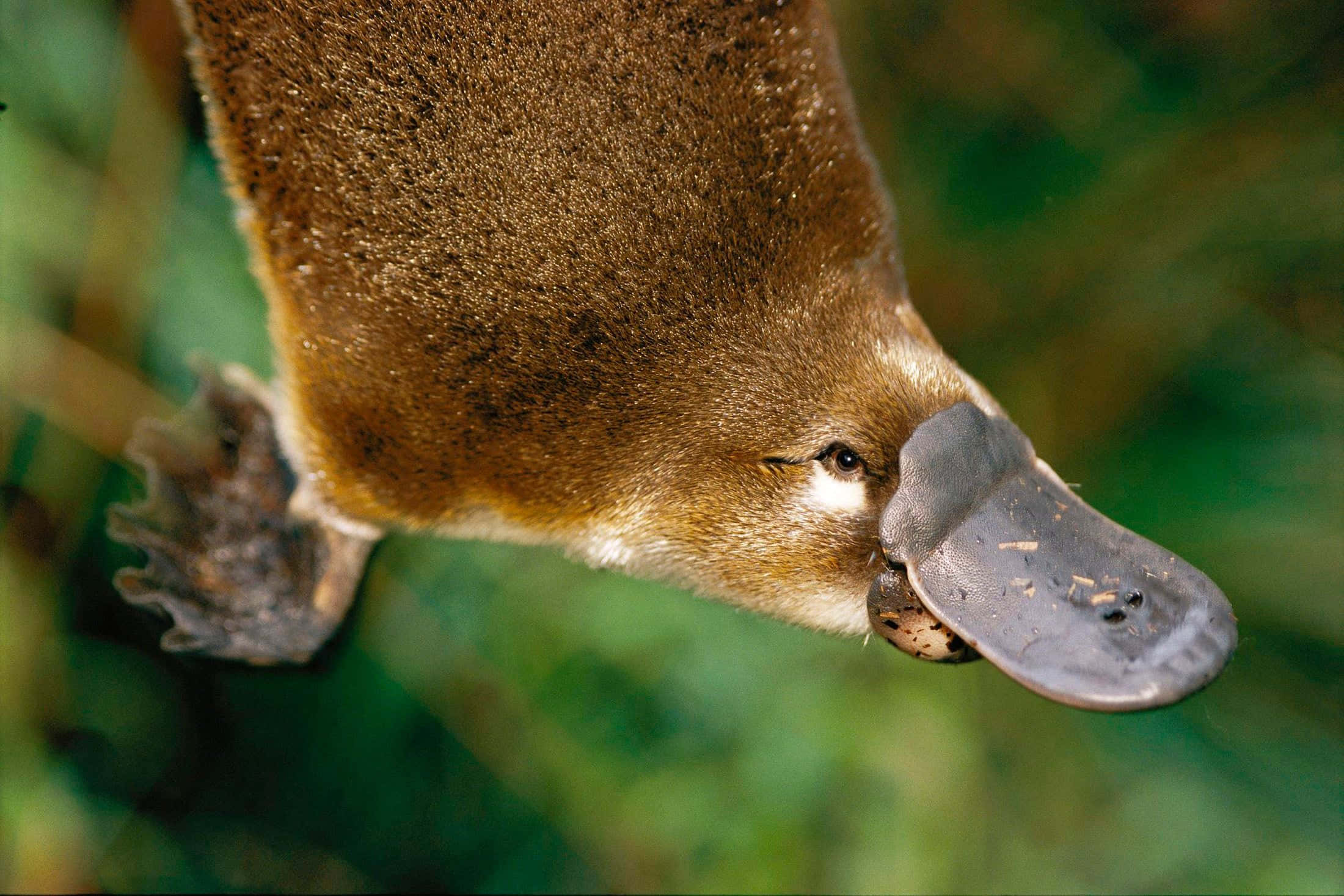 Platypus 桌布 壁紙 — 一張鴨嘴獸的近距離照片，牠用喙叼著一個小蛋，背景是模糊的綠色。