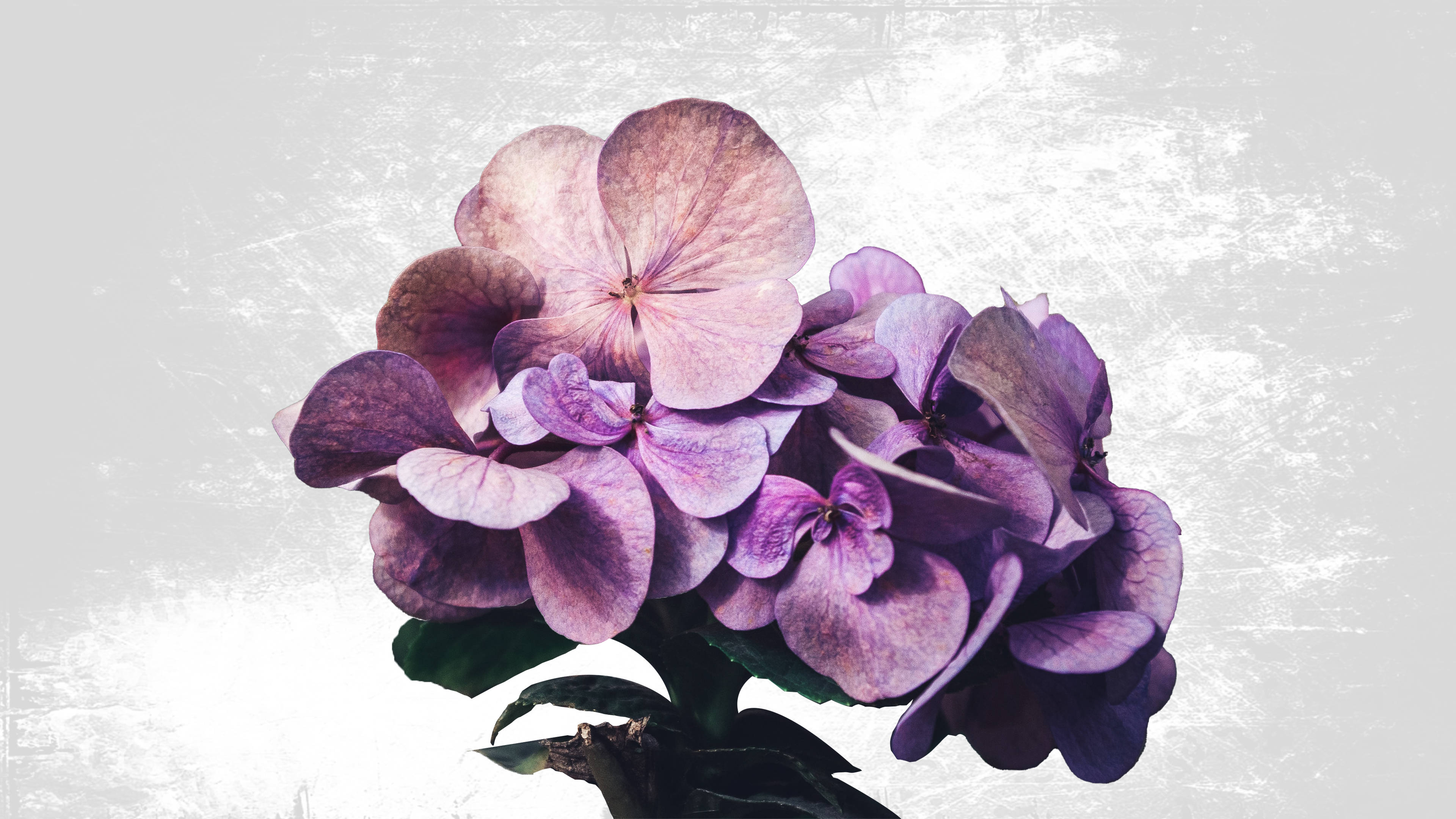 紫色繡球花花束，帶有紋理花瓣，襯托在磨損的灰色背景上。