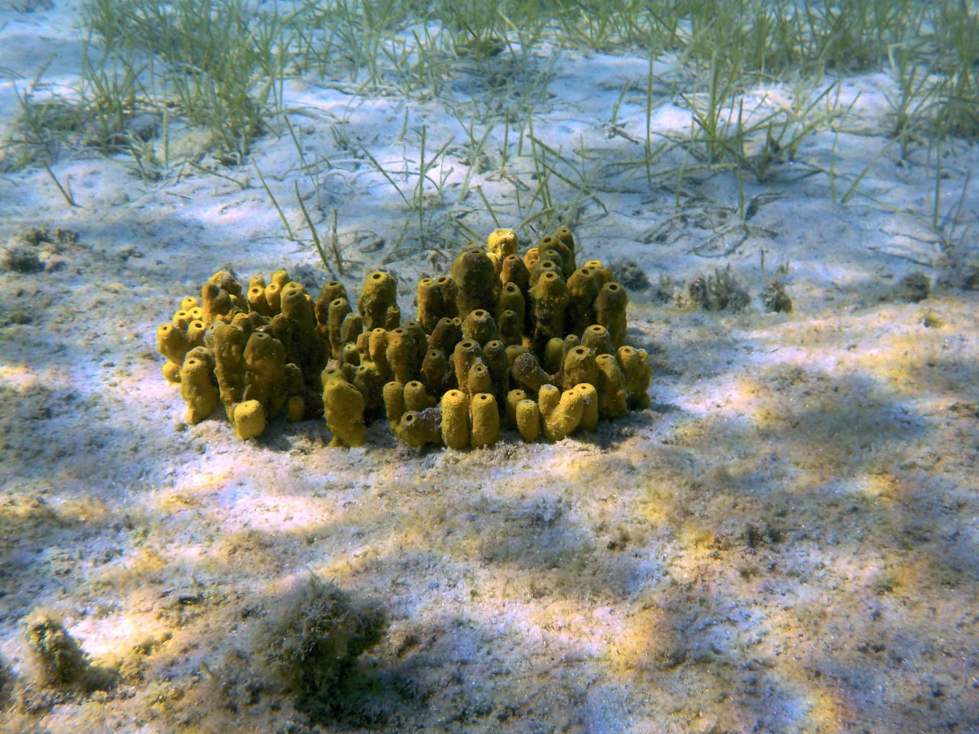  壁紙 — 一簇黃色管狀海綿生長在點綴著綠色海草的沙質海床上。
