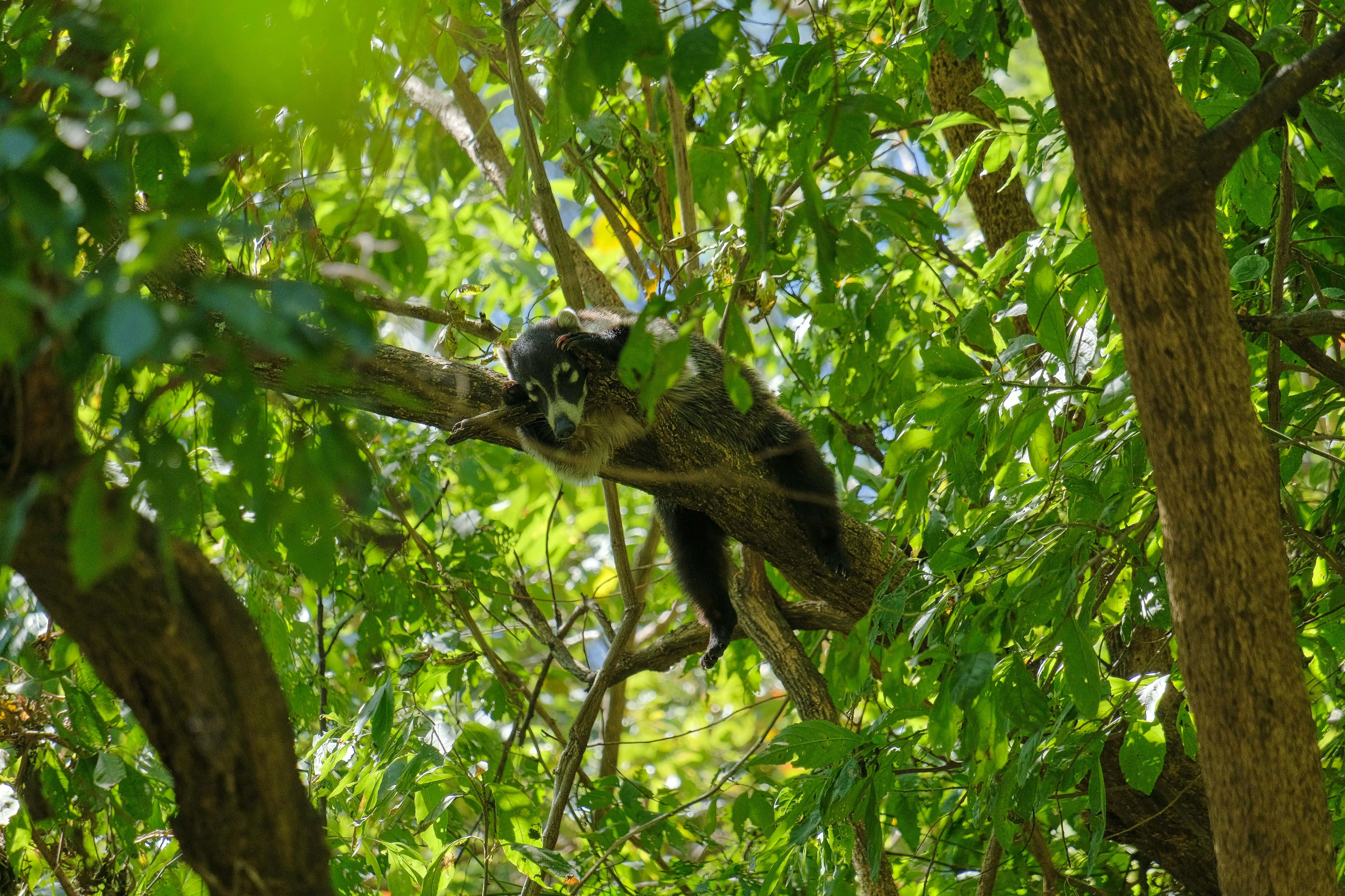 Coati 桌布 壁紙 — 一隻長鼻浣熊警覺地棲息在陽光普照的樹枝上，周圍是茂密的綠色樹葉。