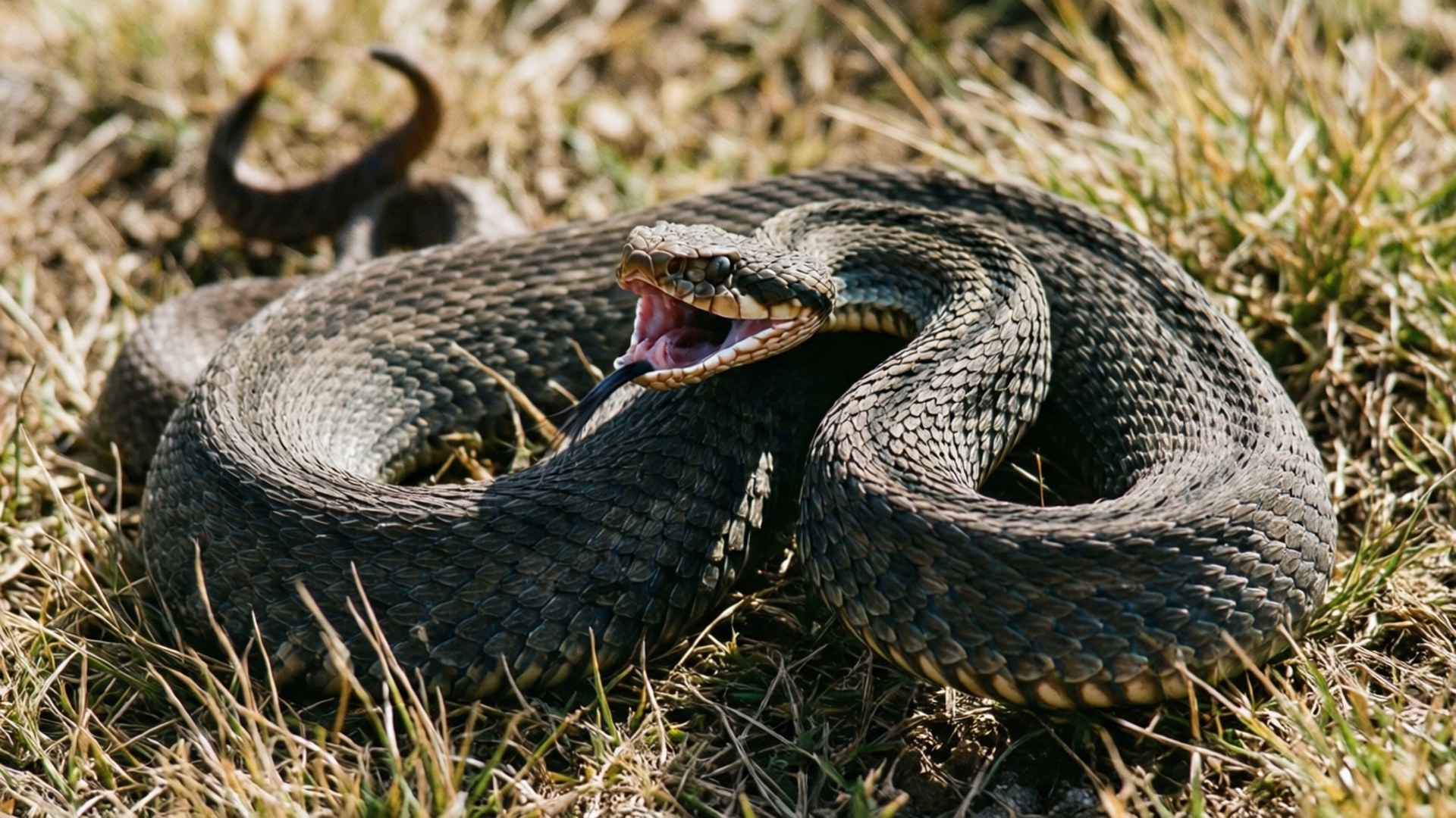 Defensive Hiss 壁紙 — 一條盤繞的響尾蛇張開嘴巴，舌頭快速閃動，在乾燥的草地上於明亮的陽光下休息。