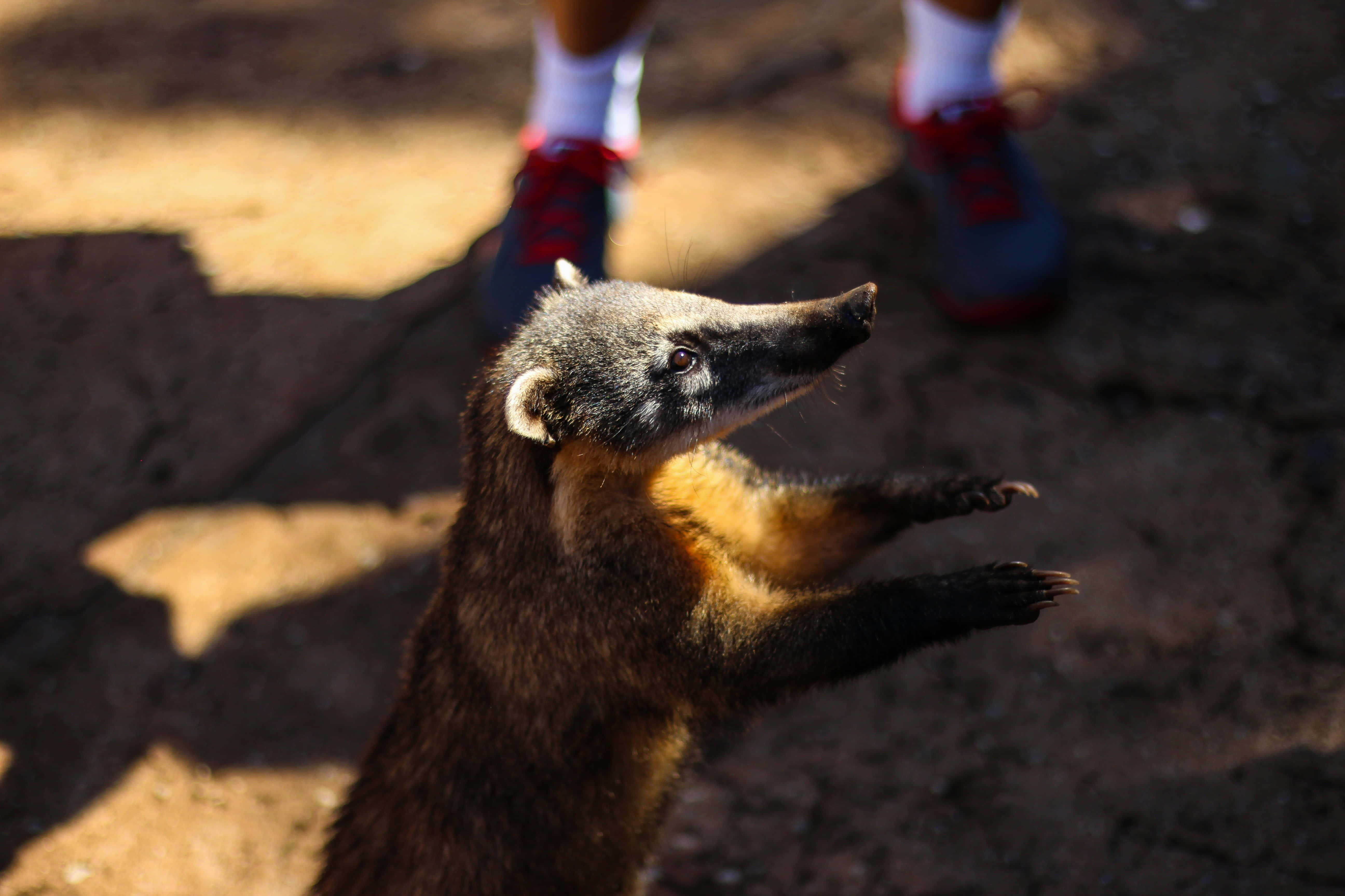 Coati 桌布 壁紙 — 一隻好奇的長鼻浣熊用後腿站立，在陽光照耀的泥土上伸向一個人的腳。