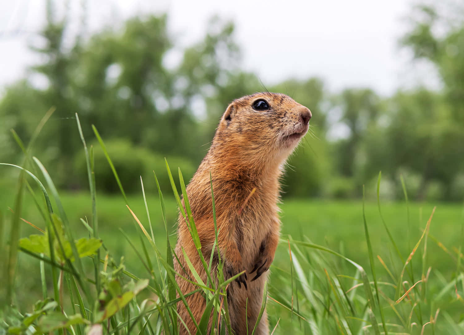 Gopher 桌布 壁紙 — 一隻好奇的土撥鼠直立在茂密的綠草中，背景是柔焦的森林。