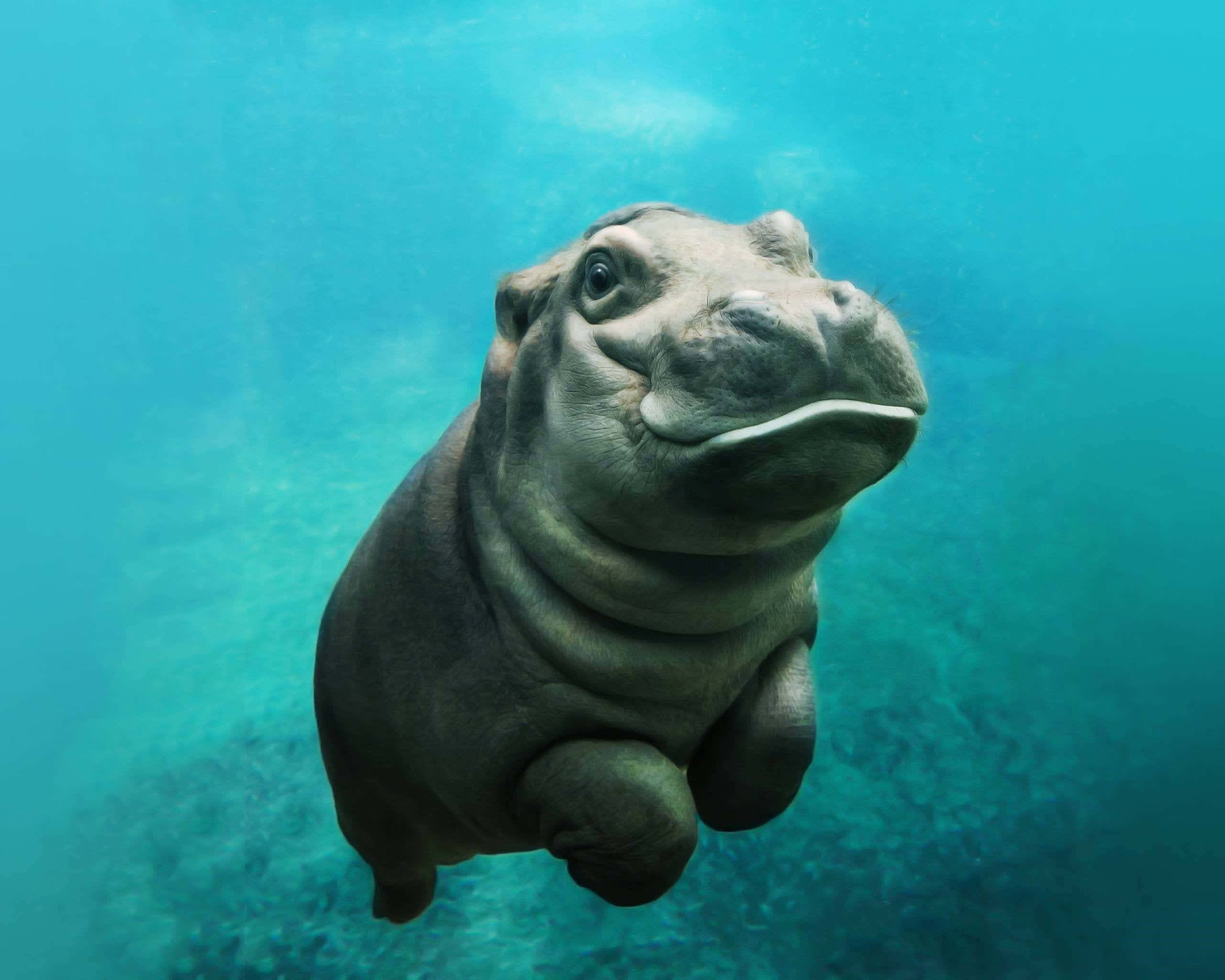 Manatees 桌布 壁紙 — 一隻好奇的河馬帶著溫柔的微笑，在清澈的碧綠海水中向上游動。