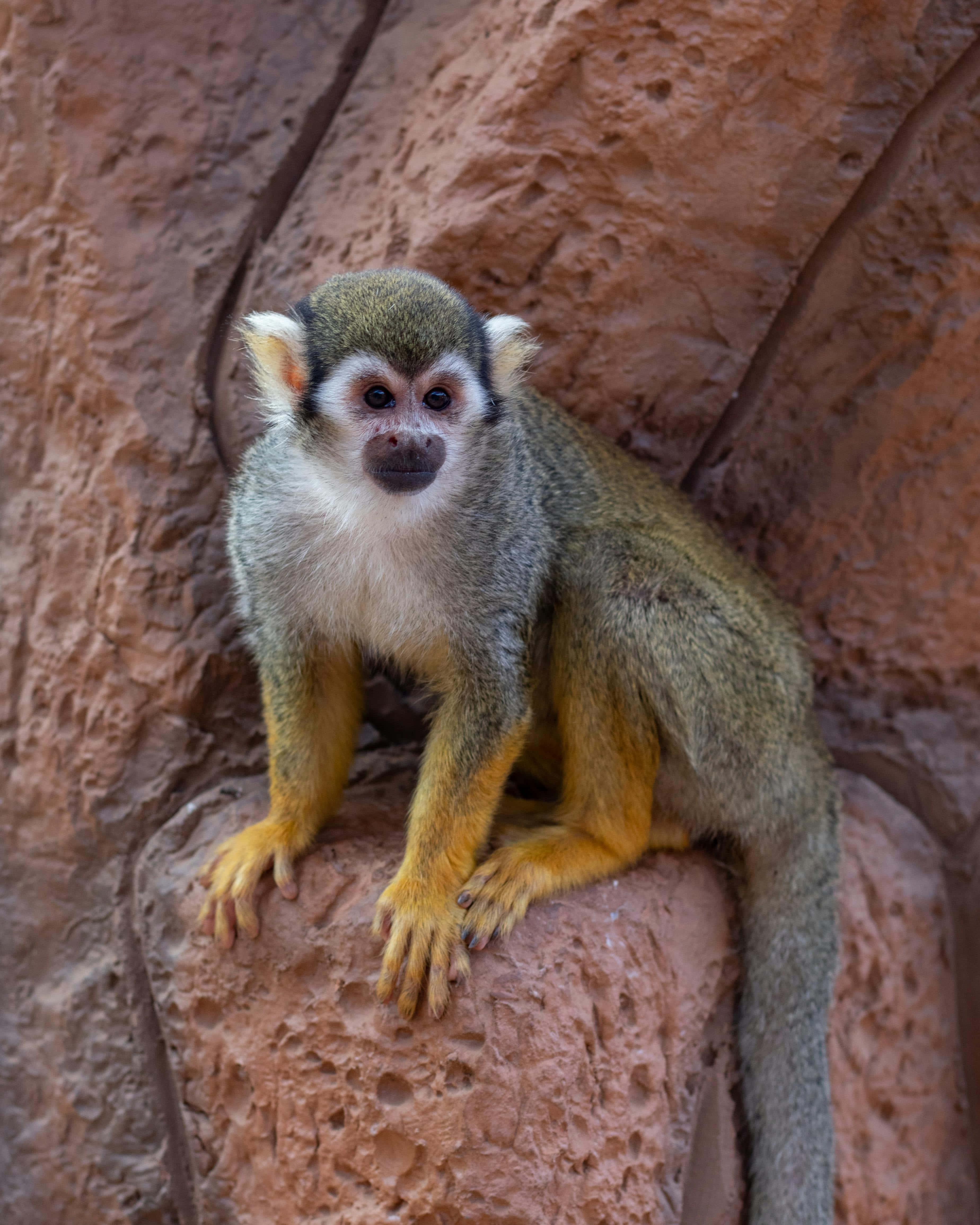 Squirrel Monkey 桌布 壁紙 — 一隻好奇的松鼠猴棲息在紋理豐富的微紅色岩層上，擁有深邃的黑色眼睛和明亮的橙色四肢。