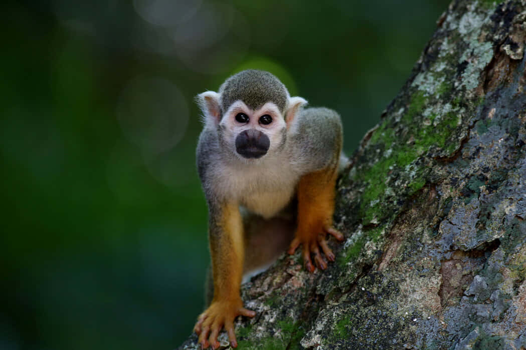 Squirrel Monkey 桌布 壁紙 — 一隻好奇嘅松鼠猴，有對大黑眼睛，喺茂密嘅綠色森林中抓住長滿苔蘚嘅樹幹。