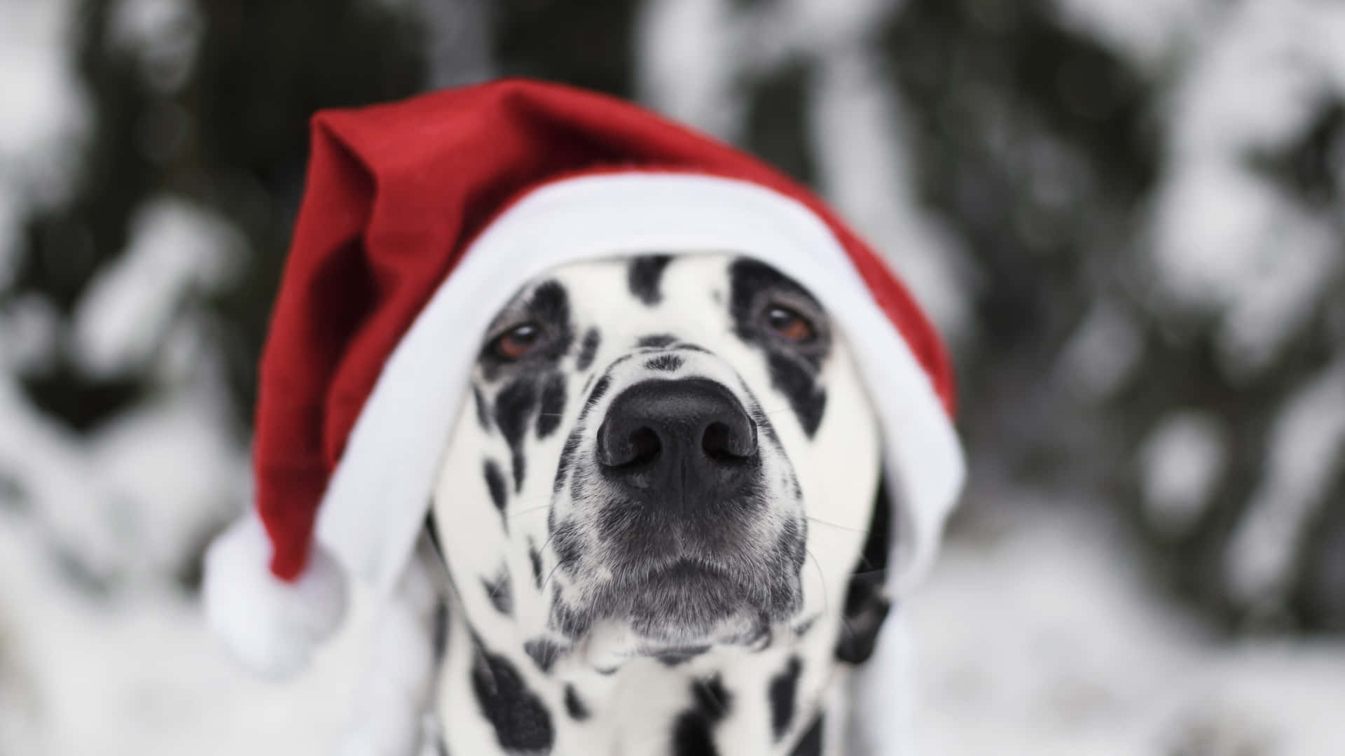  壁紙 — 一隻戴著紅色聖誕帽的斑點狗在白雪皚皚的冬季森林中平靜地凝視。