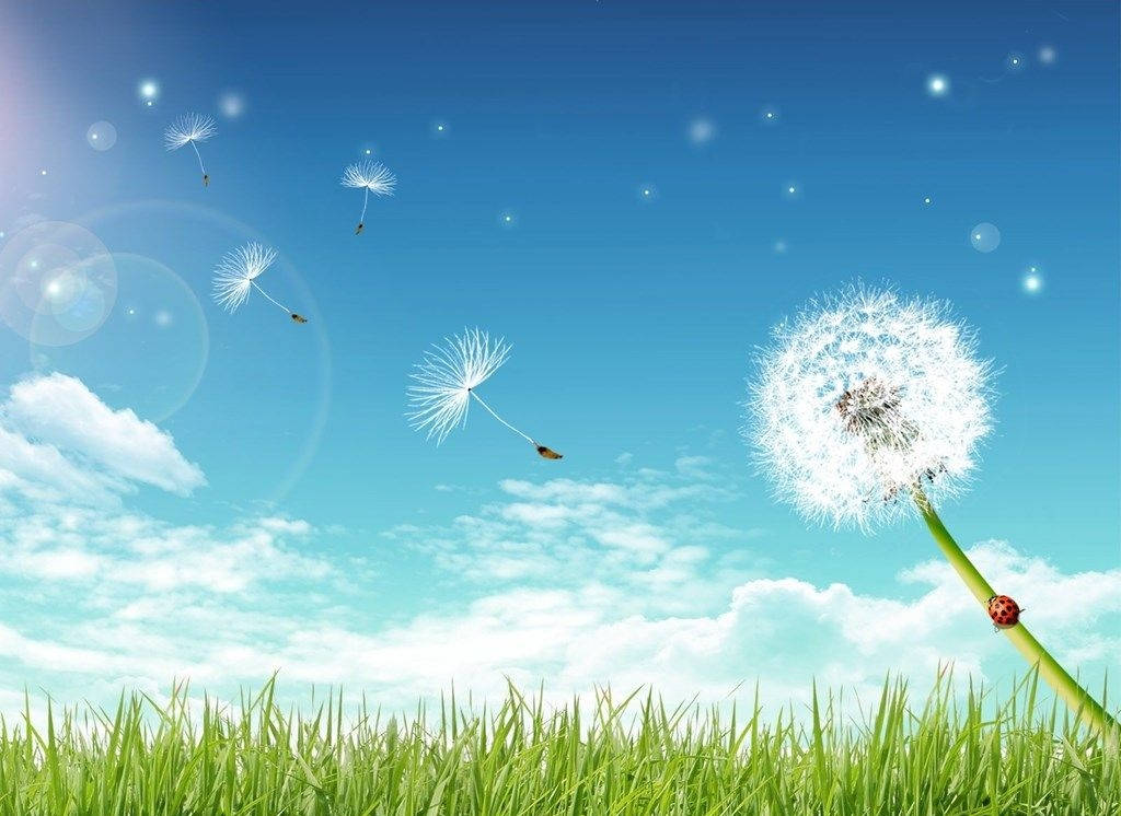 綠野上的蒲公英 壁紙 — 蒲公英種子頭將蓬鬆的白色種子釋放到明亮的藍天中，天空中有散落的雲朵和鏡頭光暈。
