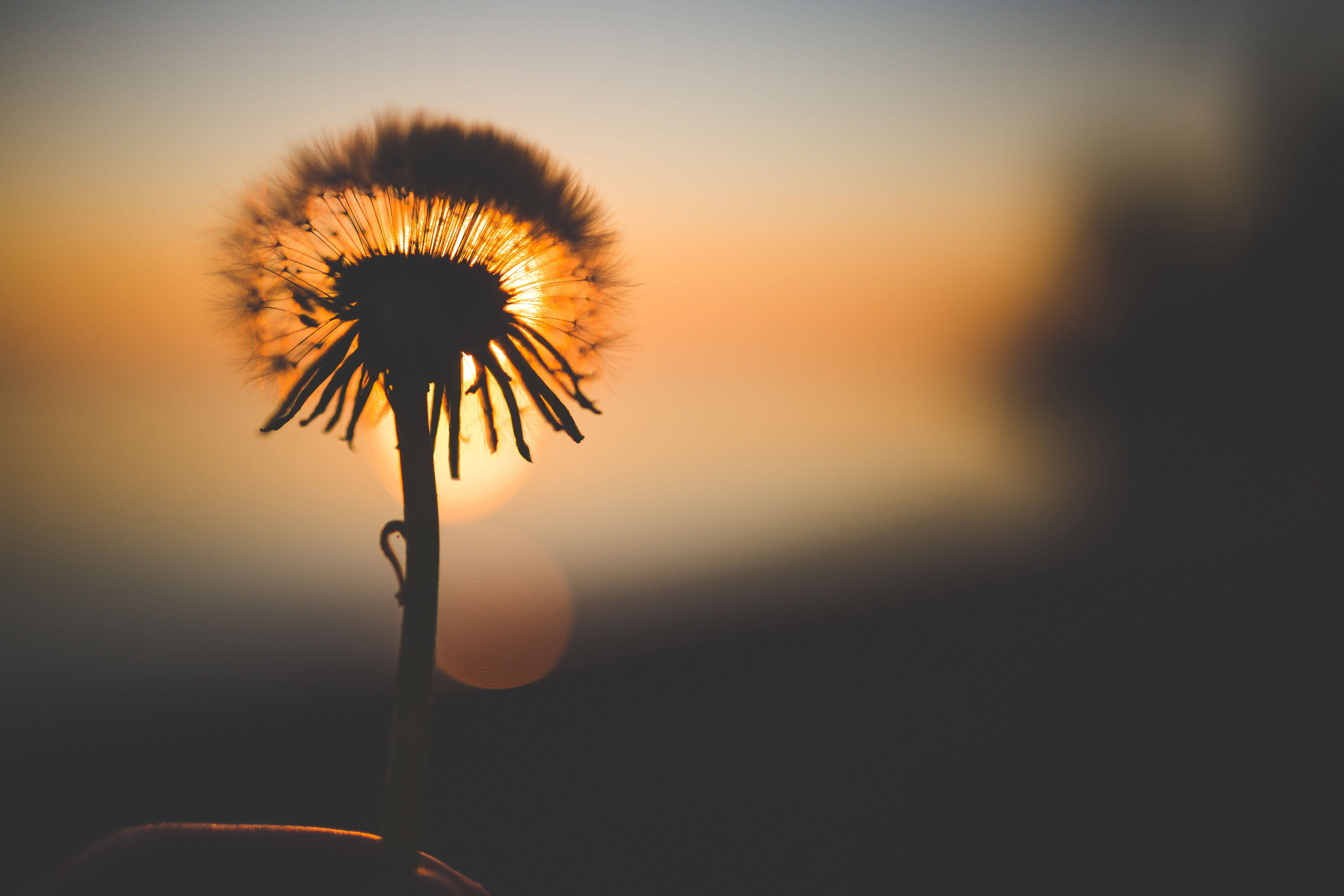 蒲公英與夕陽 壁紙 — 一株蒲公英種子頭在溫暖的日落天空下形成剪影，帶有柔和散景和發光逆光。