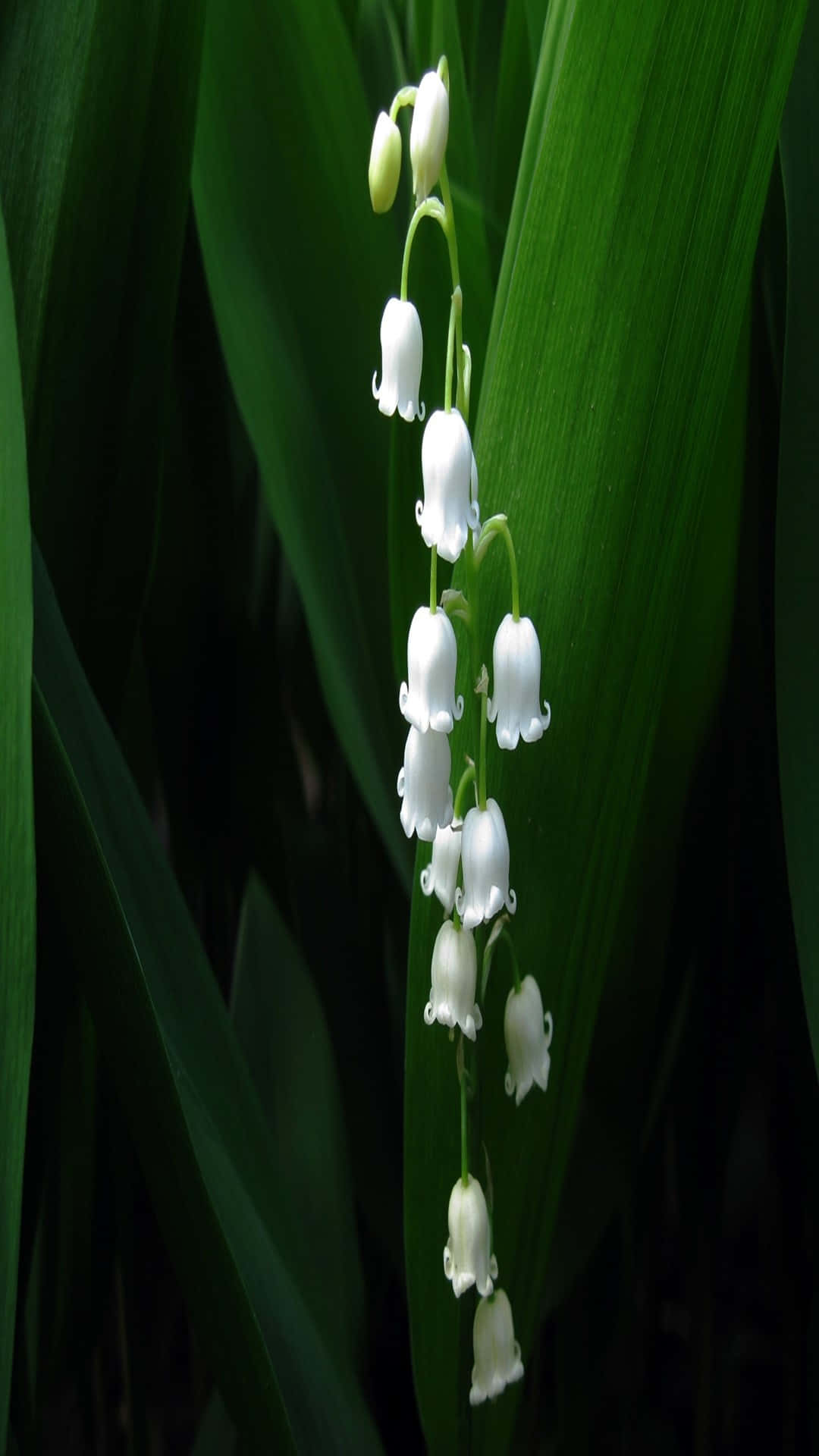 Lily Of The Valley 桌布 壁紙 — 一串精緻的白色鈴鐺形花朵優雅地懸掛在深綠色葉子的背景下。