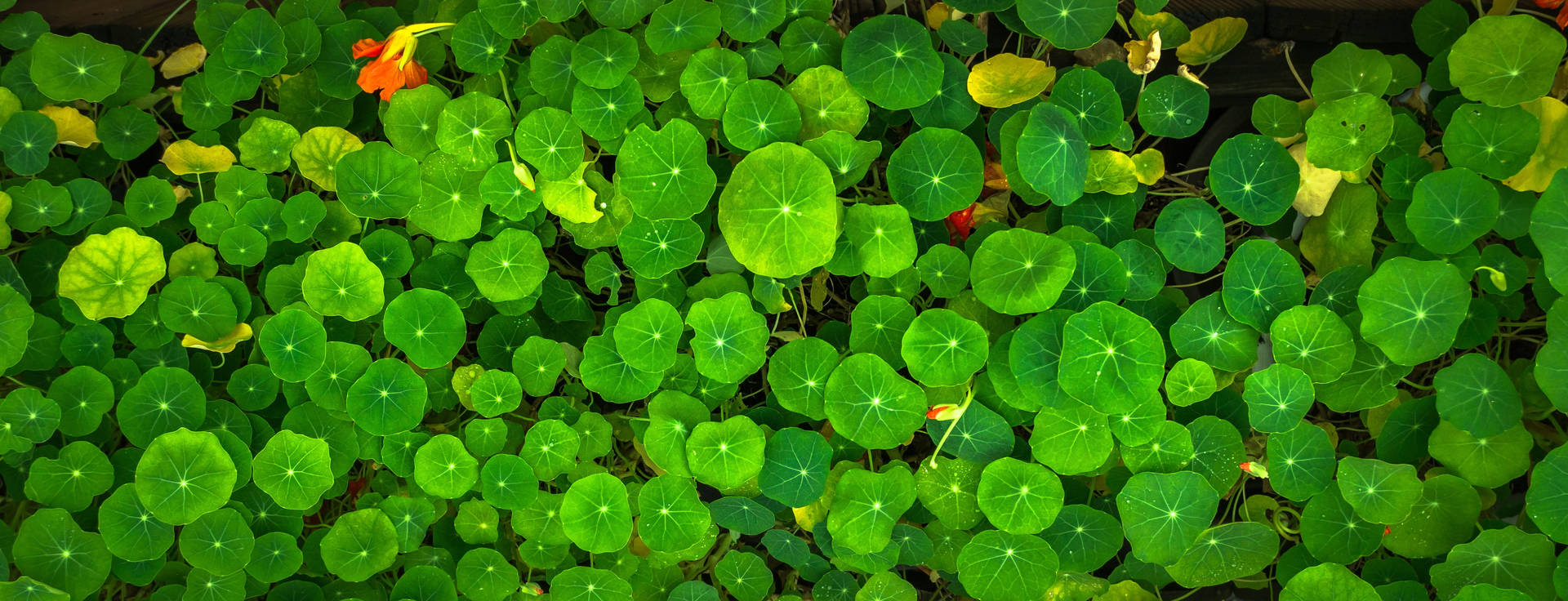 茂盛綠色旱金蓮葉子和橙色花朵的特寫。