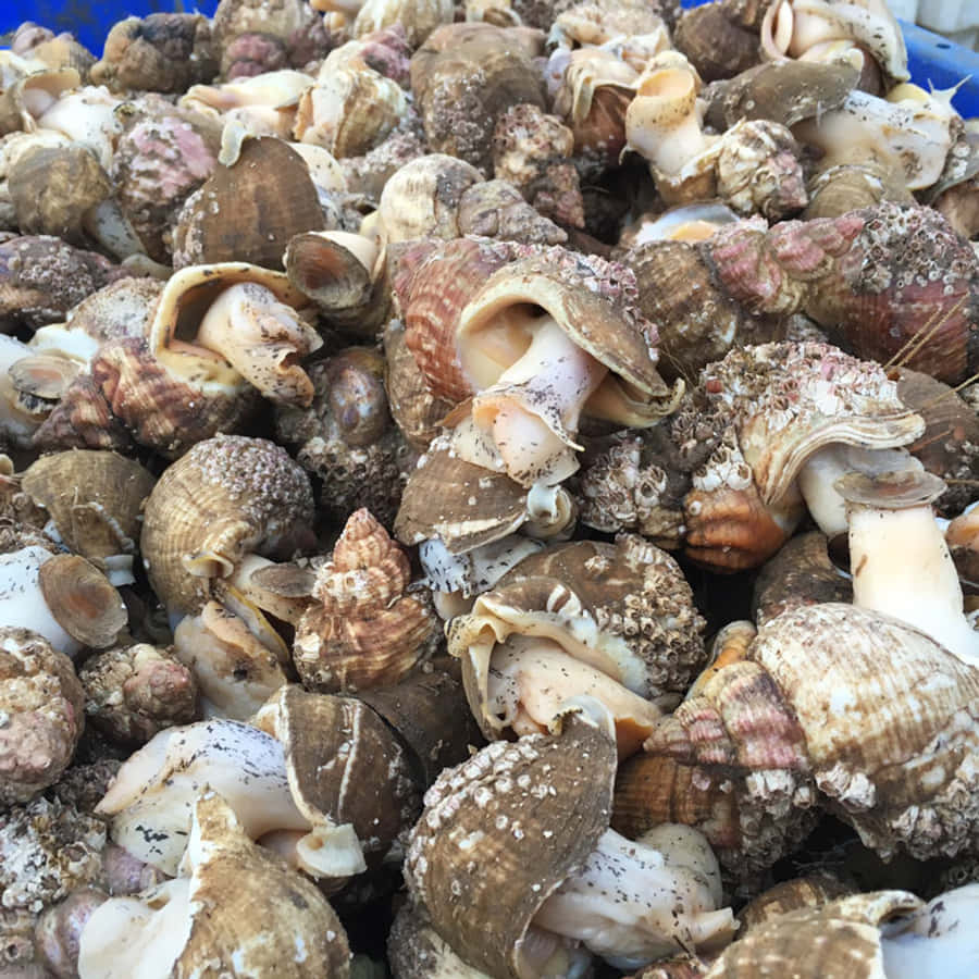 Whelk 桌布 壁紙 — 一堆密集嘅各種海螺，有紋理嘅啡色同白色殼，有啲裂開咗，放喺藍色容器入面。
