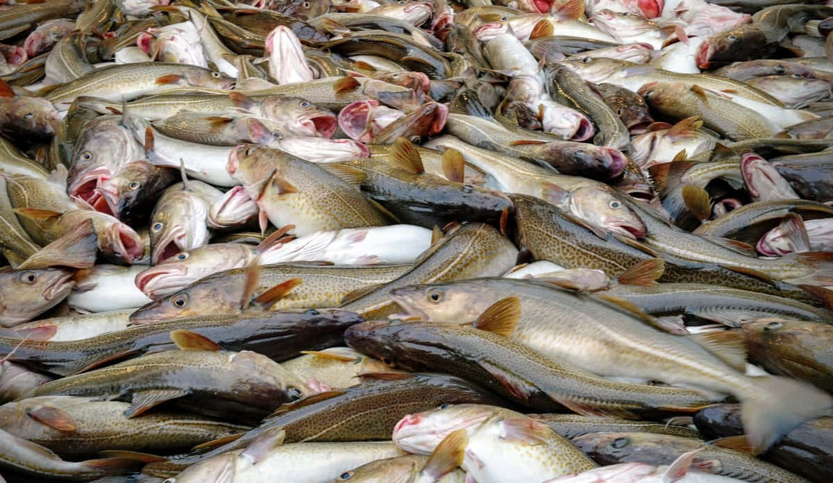  壁紙 — 一堆密密麻麻的鮮魚，張開嘴巴，鱗片閃閃發光，充滿整個畫面。