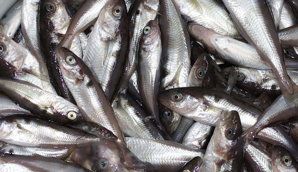  壁紙 — 一堆密密麻麻、剛捕獲的銀色魚，魚鱗閃閃發光，眼睛圓睜。