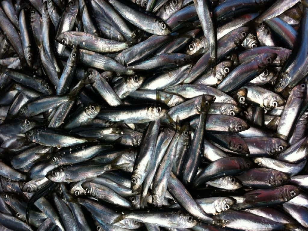  壁紙 — 一堆密集的小銀魚，帶有反光鱗片和深色眼睛，充滿了畫面。