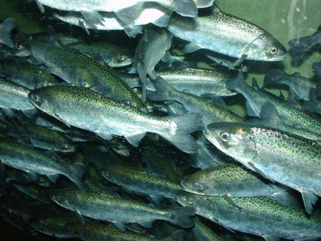  壁紙 — 一群密集嘅銀色鱒魚帶有綠色斑點，喺清澈嘅水中緊密咁游埋一齊。