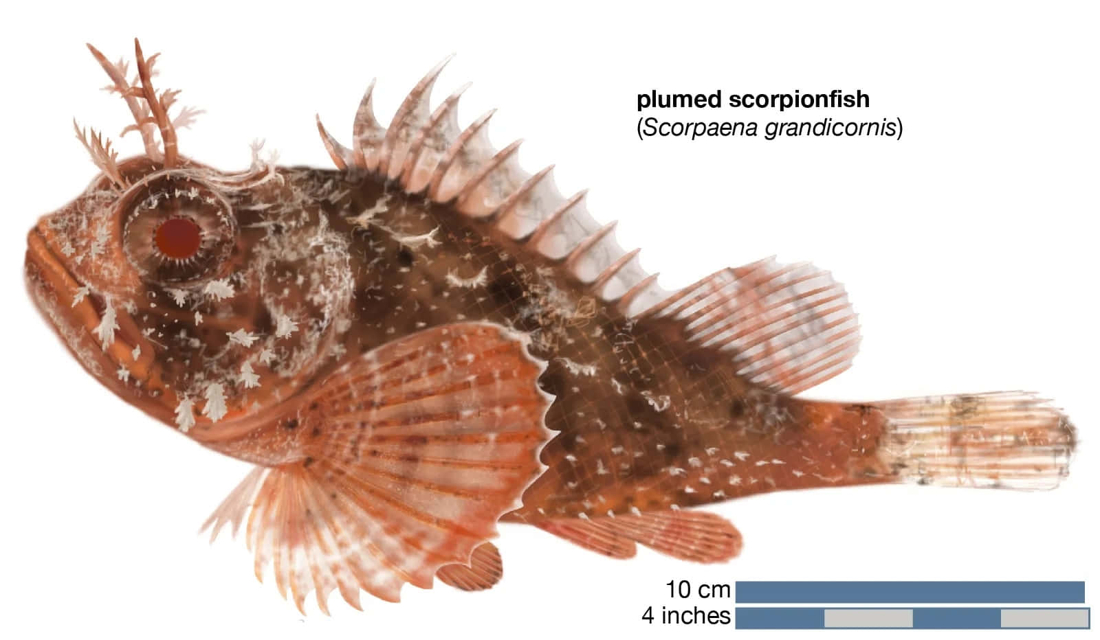 Scorpionfish 桌布 壁紙 — 一幅詳細的羽毛蠍子魚插圖，具有尖刺狀魚鰭和斑駁的棕橙色皮膚，背景為白色。