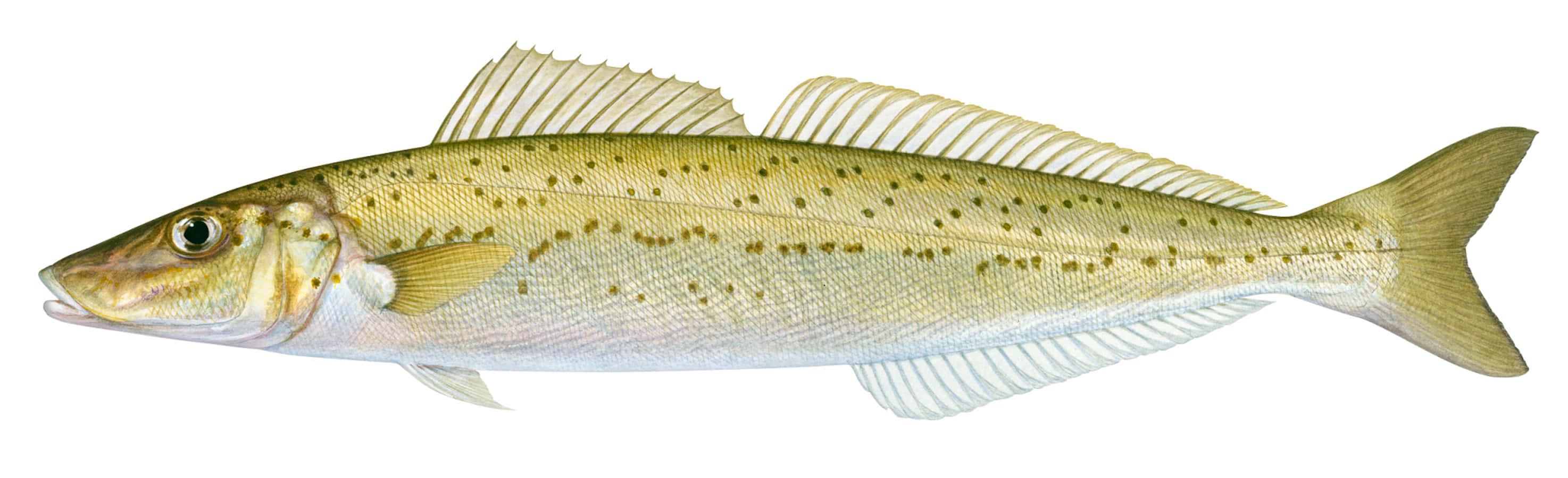  壁紙 — 一條細長魚類的詳細插圖，帶有斑點鱗片和半透明魚鰭，背景為純白色。