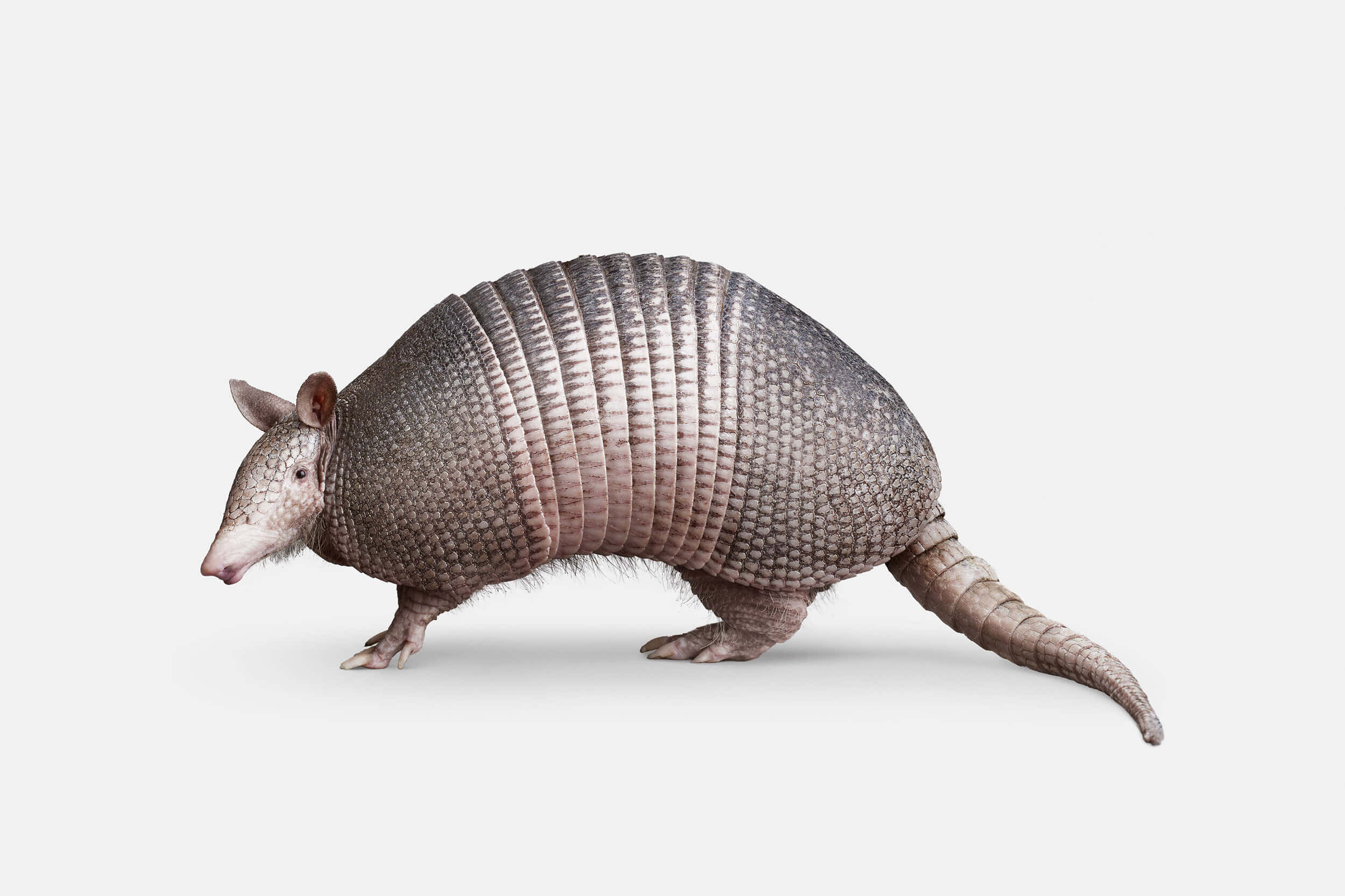 armadillo 桌布 壁紙 — 一張詳細的犰狳照片，側面站立在純淺灰色背景前。