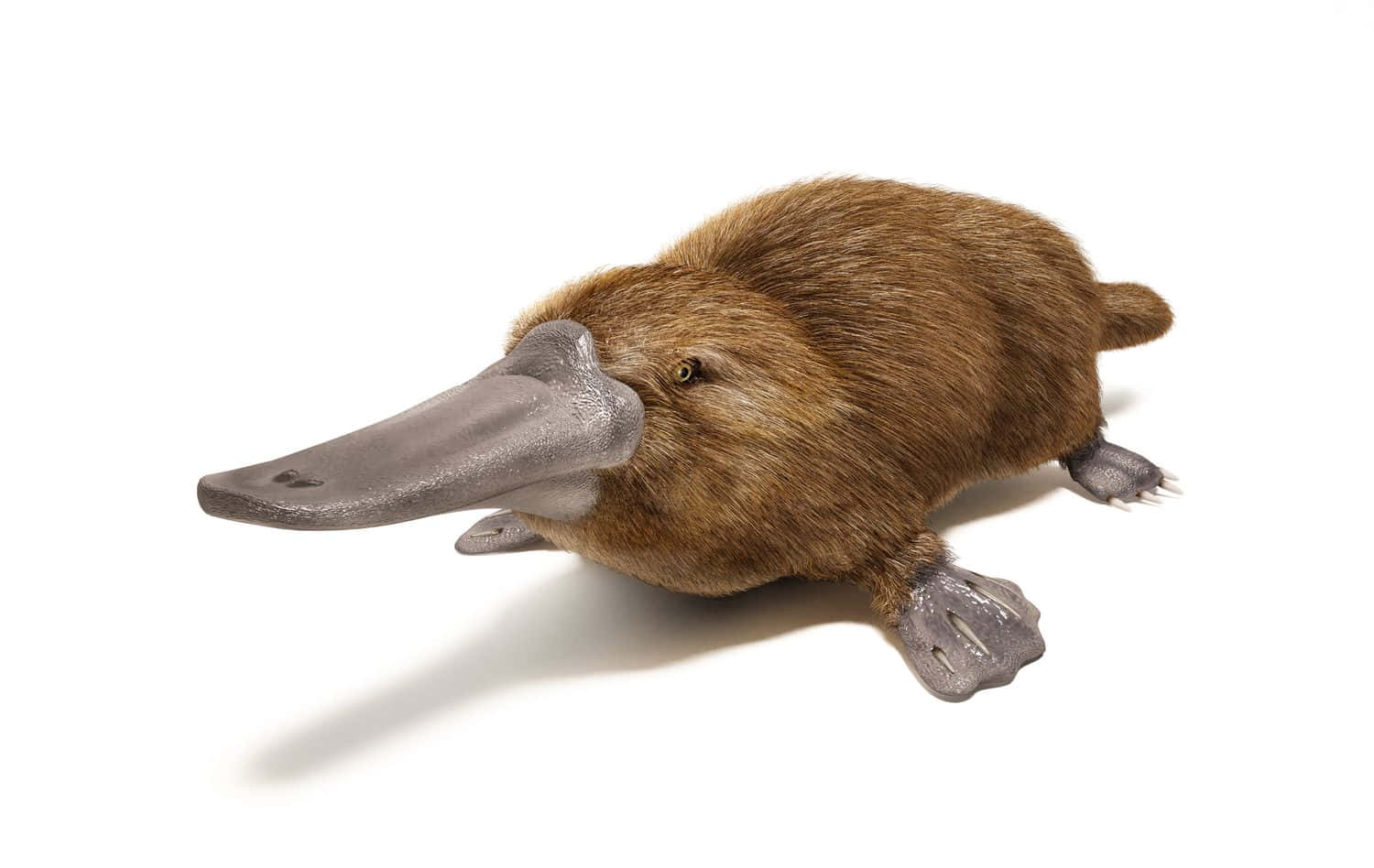 Platypus 桌布 壁紙 — 一隻詳細的鴨嘴獸標本，有棕色毛皮和灰色喙，在純白背景下擺姿勢。