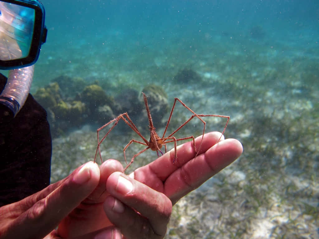 Spider Crab 桌布 壁紙 — 一名潛水員喺陽光照射嘅珊瑚礁背景下，輕輕噉喺水中托住一隻精緻嘅橙色海蜘蛛。