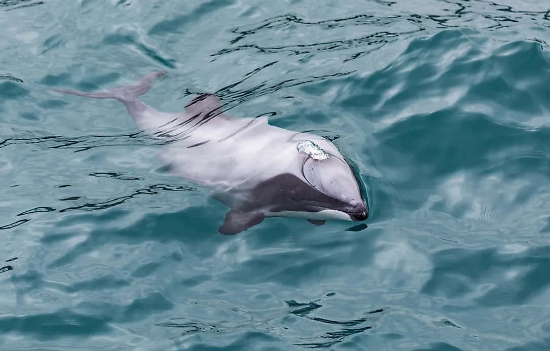 海豚在清澈的藍色海水中游泳 — 邁阿密海豚 GIF 壁紙
