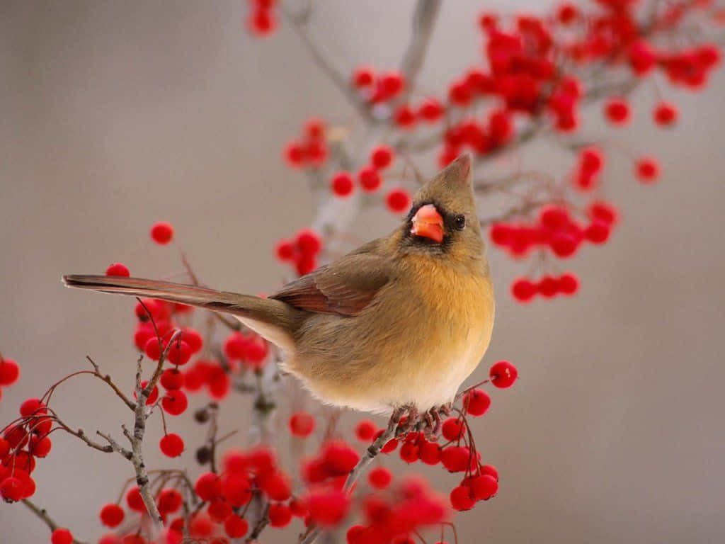 Snow Bird 桌布 壁紙 — 一隻雌性紅雀優雅地棲息在掛滿鮮紅色漿果的樹枝上，背景是柔和的灰色冬日。