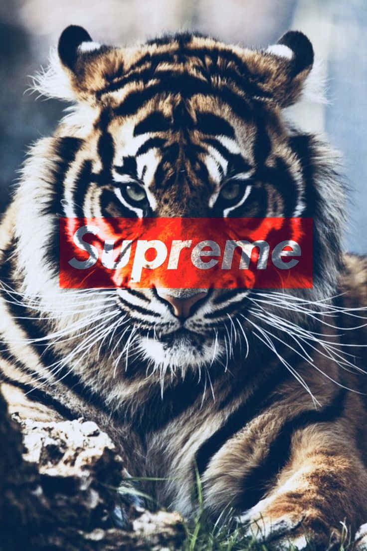 老虎的特寫，嘴巴上有一個紅色Supreme標誌。