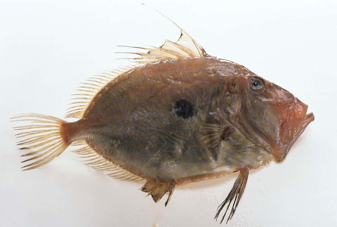  壁紙 — 一條扁平棕色魚，帶有深色斑點和尖刺鰭，躺在純白表面上。