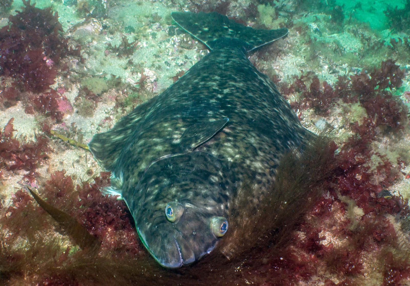  壁紙 — 一條比目魚偽裝在充滿活力的珊瑚海床上，有紅藻和沙質斑塊。