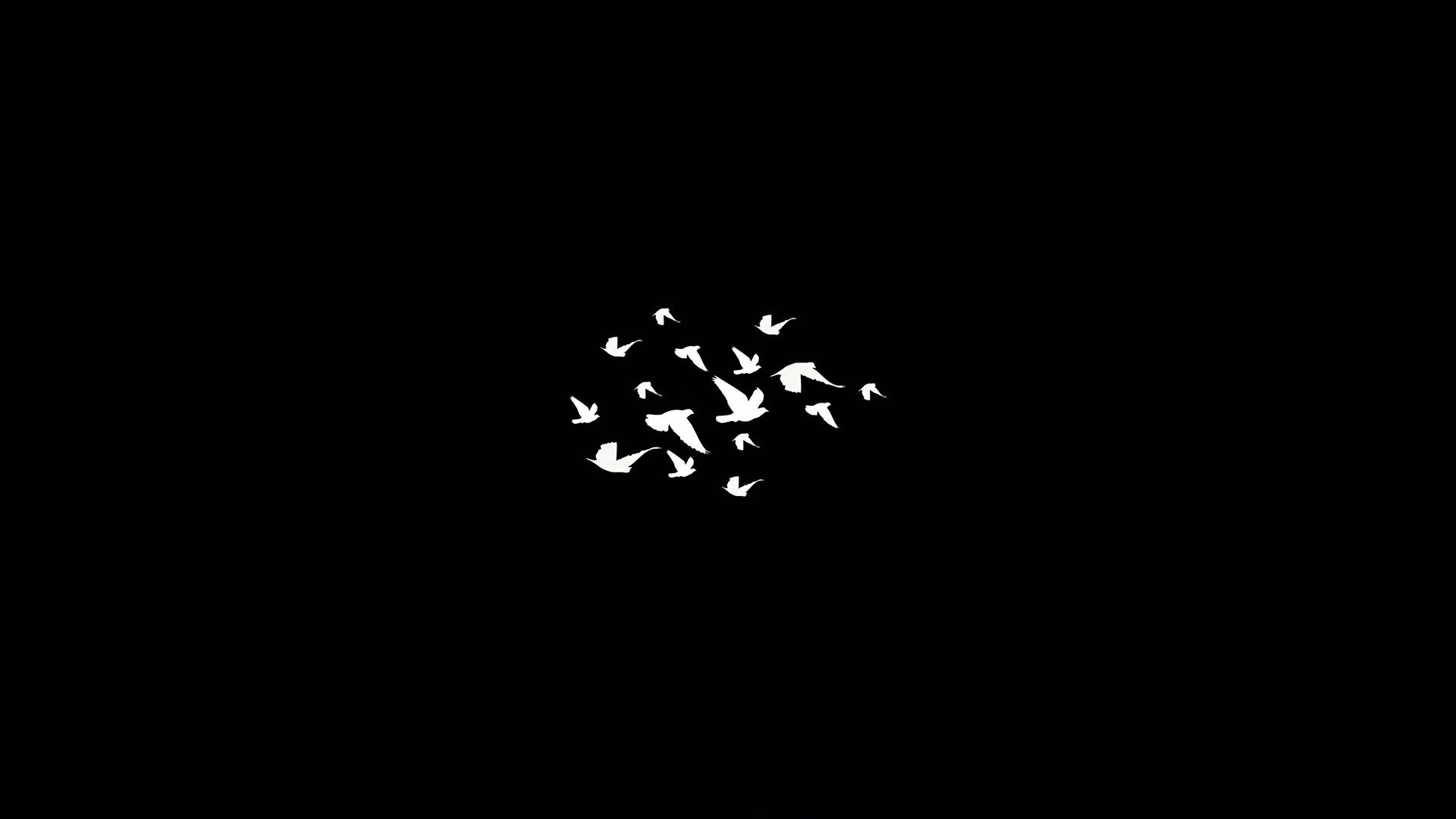 白色鳥類在黑色背景下編隊飛行。