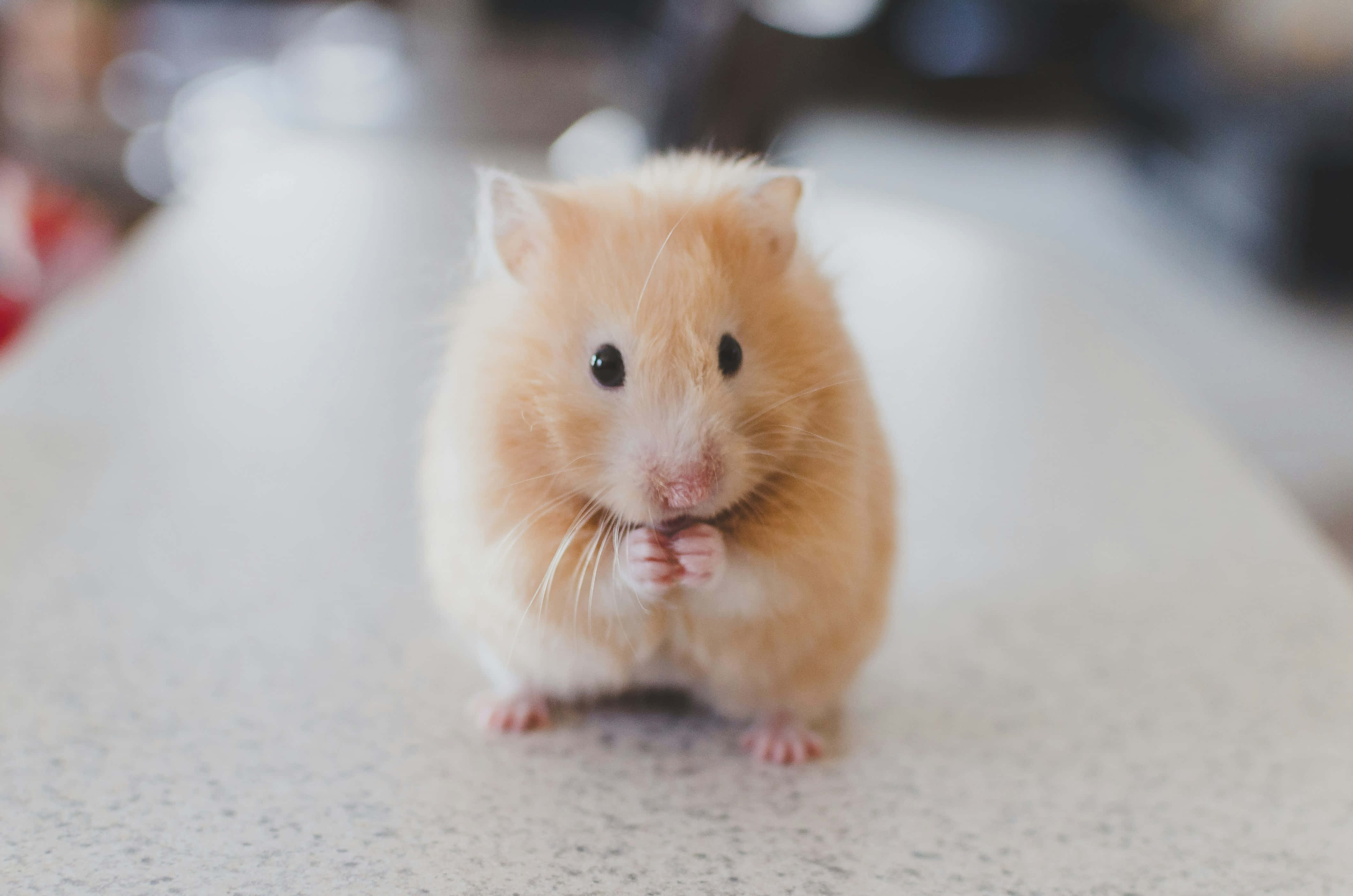 Rodent 桌布 壁紙 — 一隻毛茸茸的金色倉鼠站在有斑點的枱面上，細小的爪子靠近嘴巴，好奇地看著相機。
