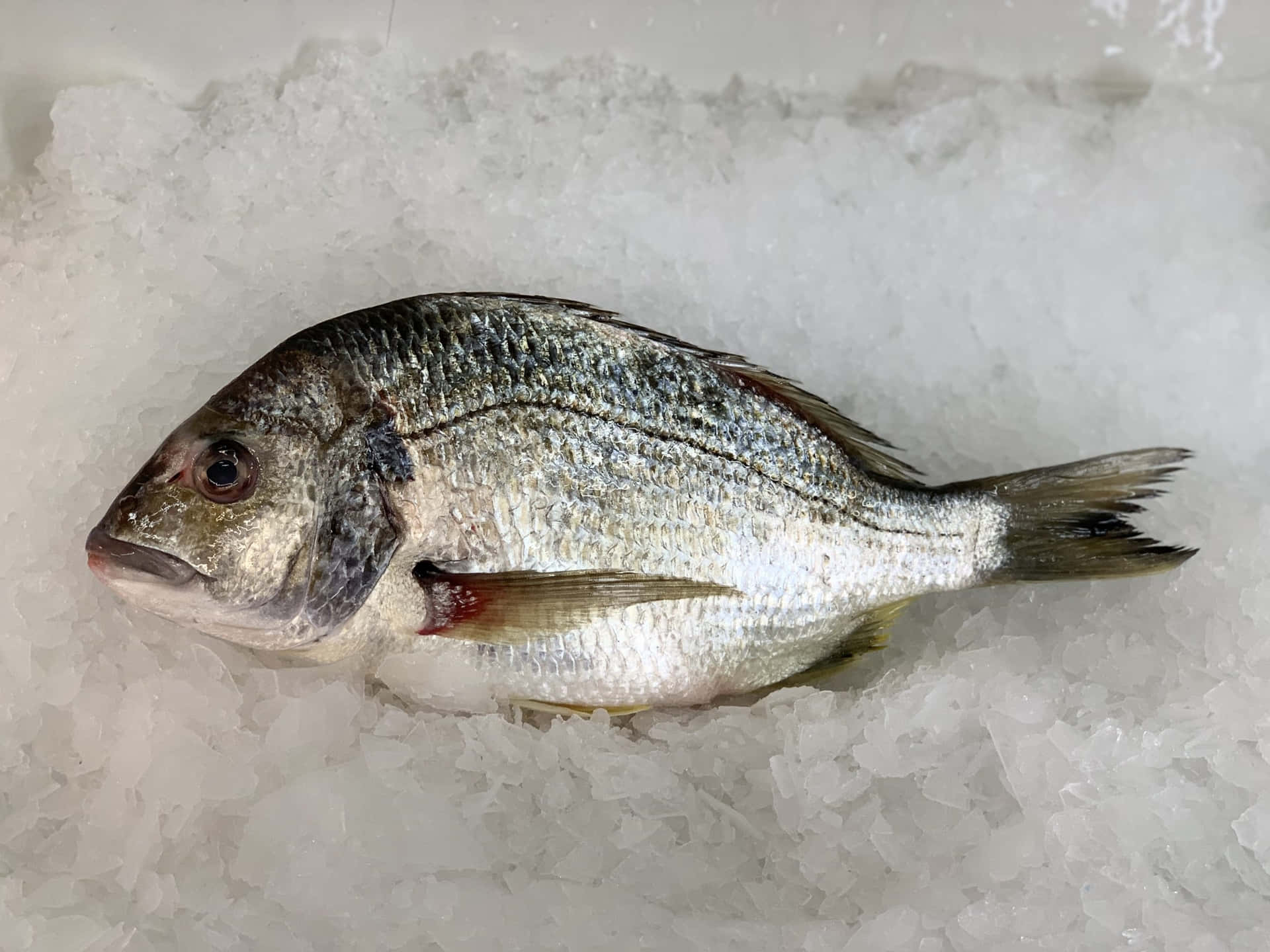  壁紙 — 一條新鮮的銀色魚放在碎冰床上，在市場展示中。