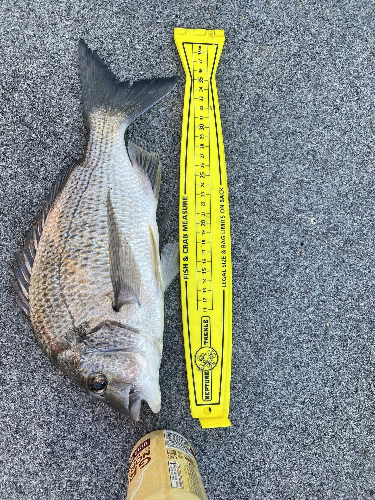  壁紙 — 一條剛捕獲的魚躺在灰色路面上，旁邊有一條黃色軟尺，底部有一個罐頭。