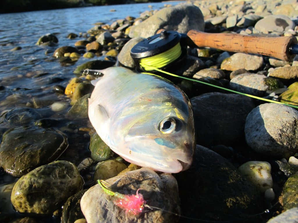  壁紙 — 一條剛捕獲的魚躺在陽光照射的河石上，旁邊有一支飛釣竿和鮮綠色的釣線。