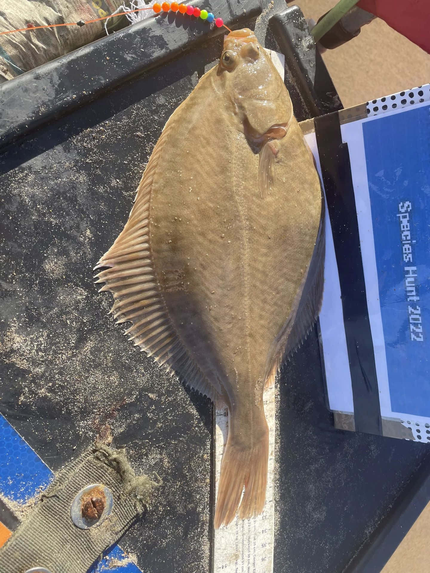  壁紙 — 一條剛捕獲的比目魚躺在測量板上，旁邊有一個「Species Hunt 2022」標誌，一個色彩繽紛的魚餌仍鉤在牠的嘴裡。