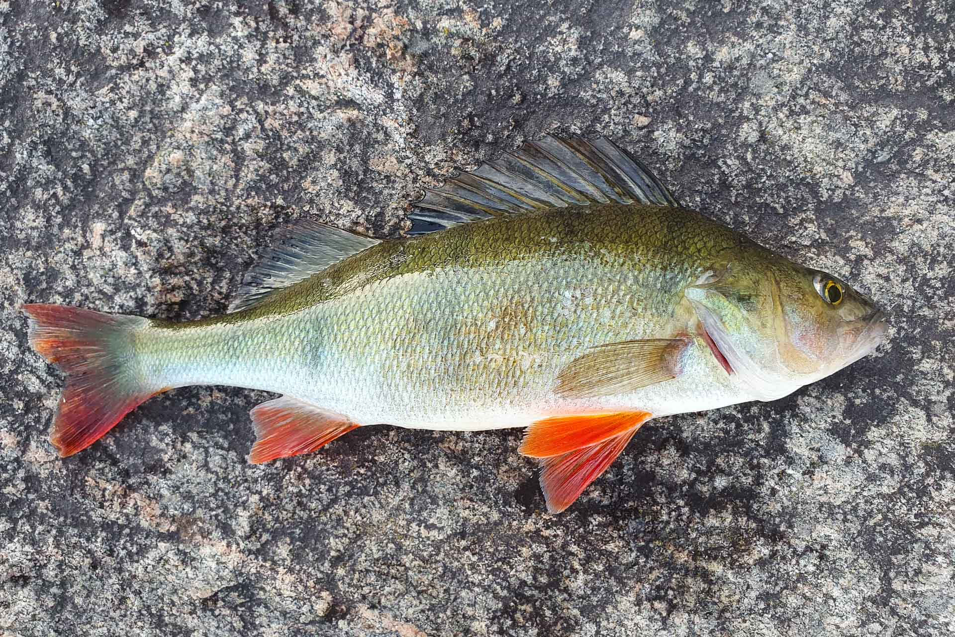  壁紙 — 一條剛捕獲的鱸魚，帶有鮮豔的橙色魚鰭，放在有紋理的灰色花崗岩表面上。
