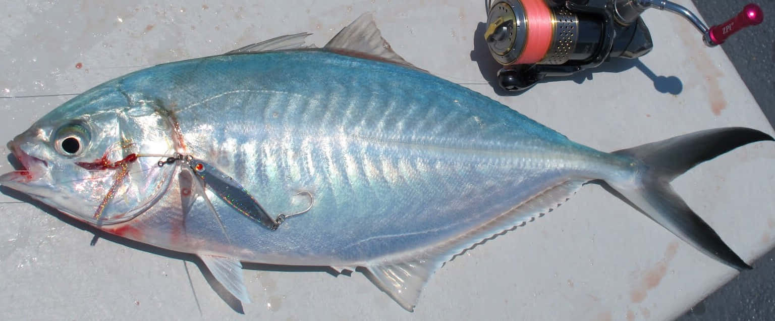  壁紙 — 一條剛捕獲的銀色魚，嘴裡含著魚餌，躺在淺灰色表面上的一個釣魚捲線器旁邊。