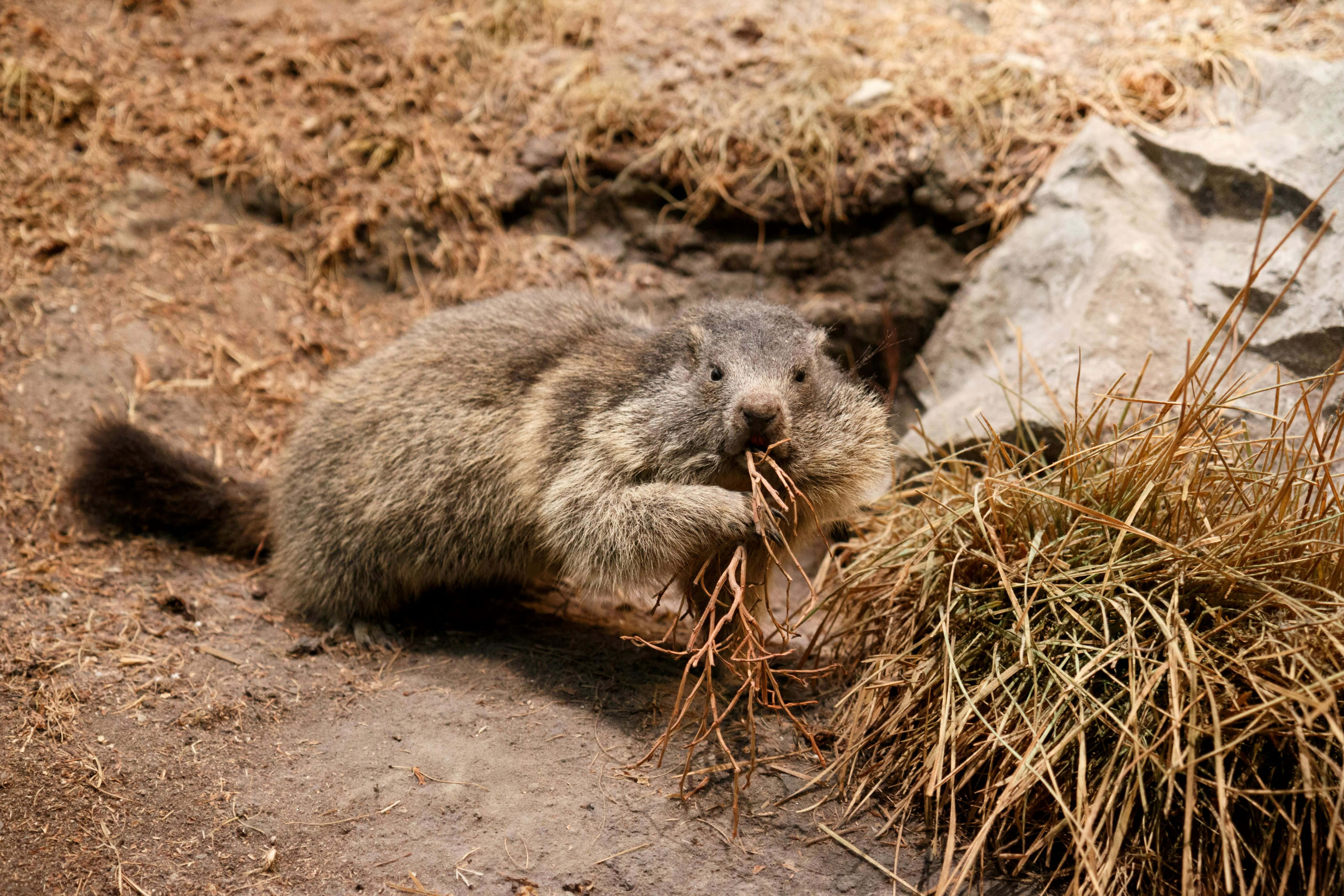 Woodchuck 桌布 壁紙 — 一隻毛茸茸的土撥鼠喺陽光普照嘅高山草地上，喺岩石洞穴入口附近咀嚼乾草。