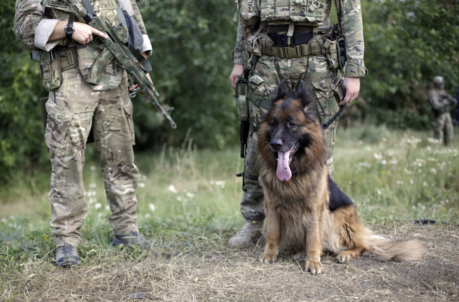  壁紙 — 一隻德國牧羊軍犬在草地上警覺地坐在兩名身穿迷彩裝備的武裝士兵旁邊。