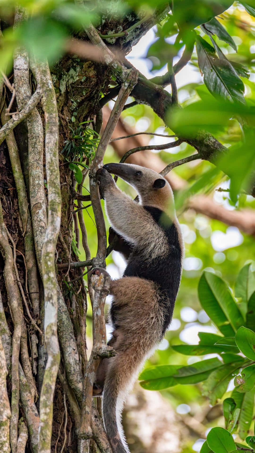  壁紙 — 一隻大食蟻獸喺茂密嘅綠色叢林樹冠中，爬上一條爬滿藤蔓嘅樹幹。
