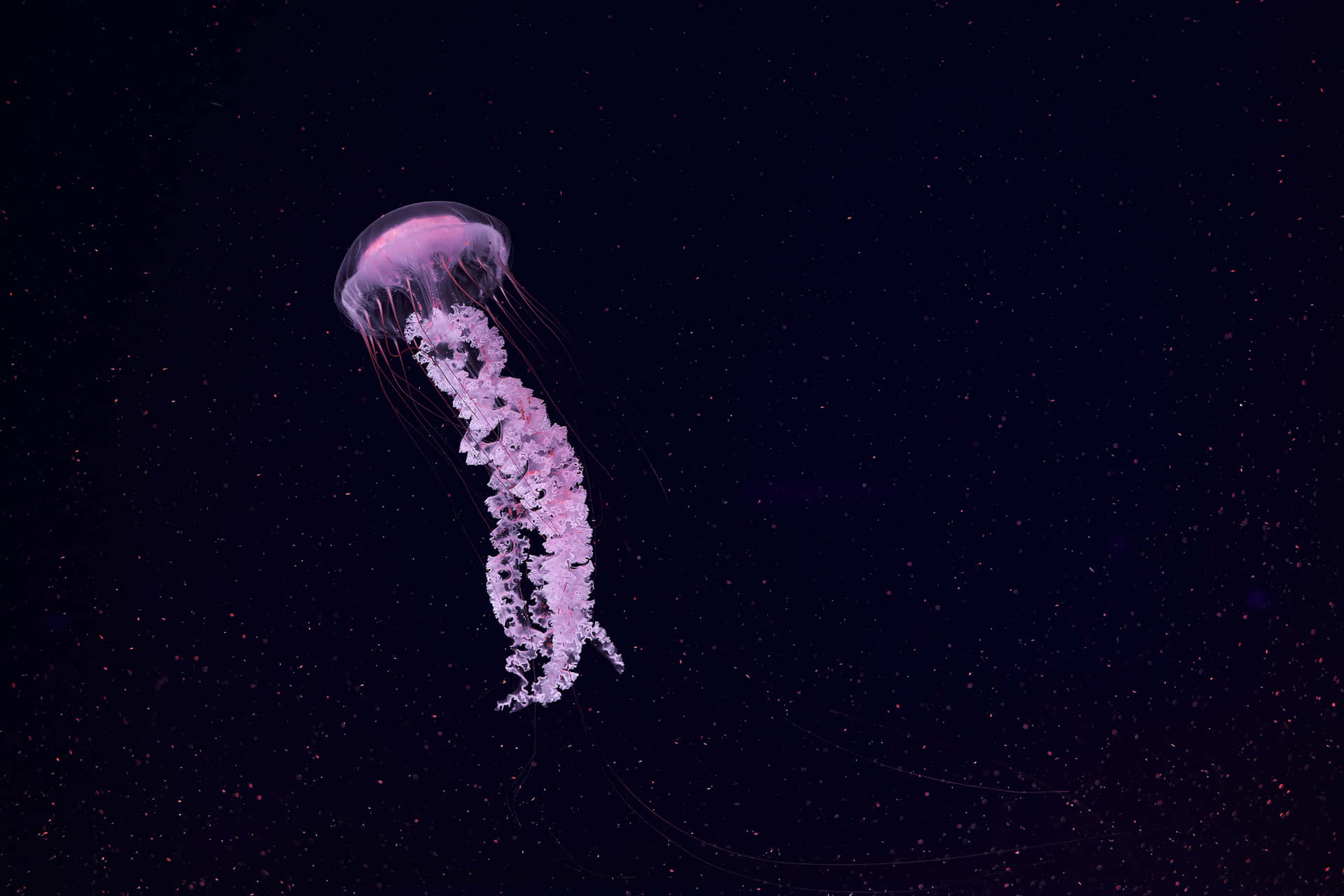  壁紙 — 一隻發光的粉紅色水母優雅地飄過點綴著微小生物發光粒子的黑暗海水。