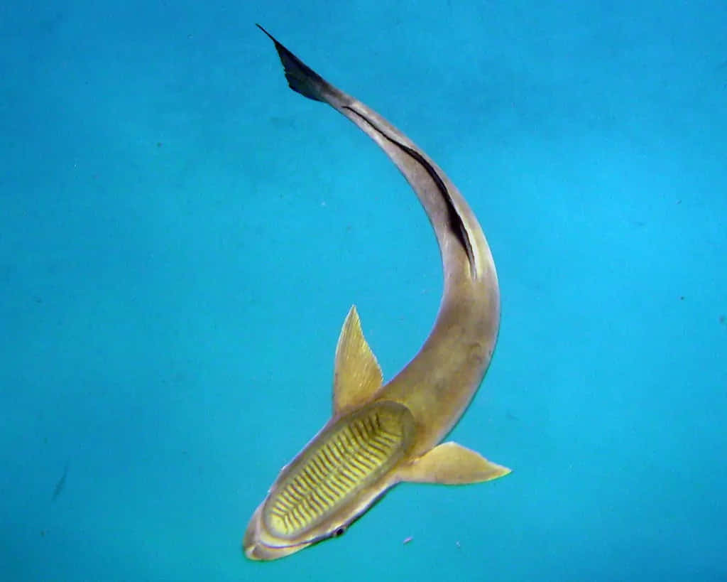 Remora 桌布 壁紙 — 一條哥布林鯊魚以其獨特的長吻和淡黃色鰭，優雅地滑過清澈的藍色海水。