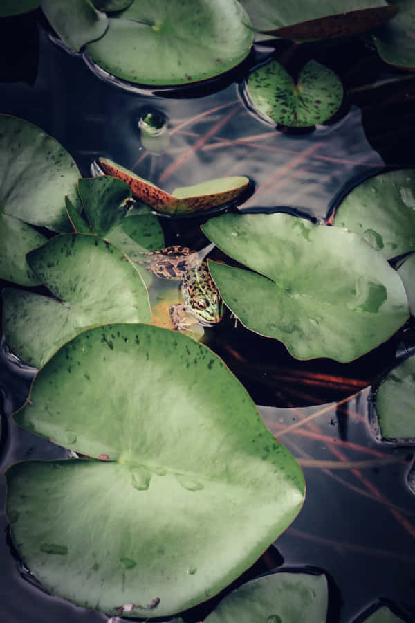  壁紙 — 一隻綠色青蛙從暗水上的睡蓮葉下探出頭來，下方可見紅色蘆葦。