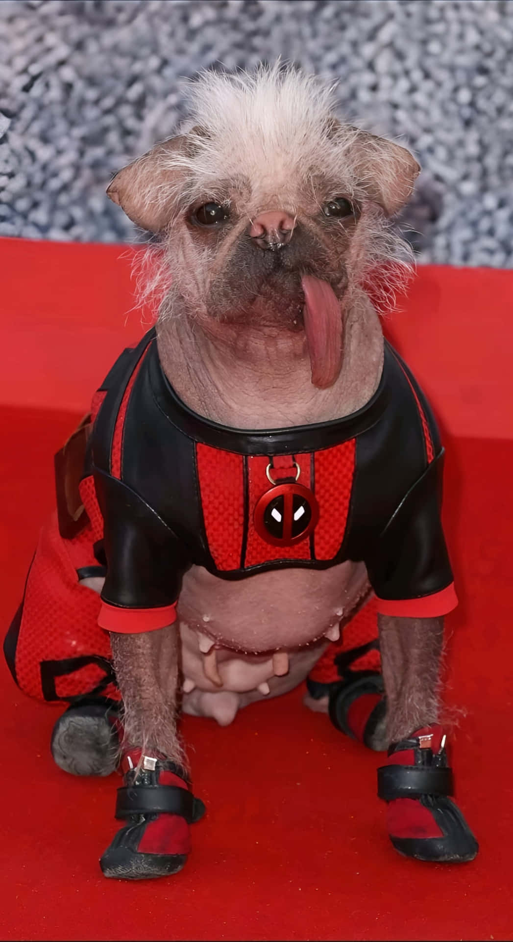  壁紙 — 一隻無毛狗穿著死侍服裝，伸出舌頭坐在紅地毯上。