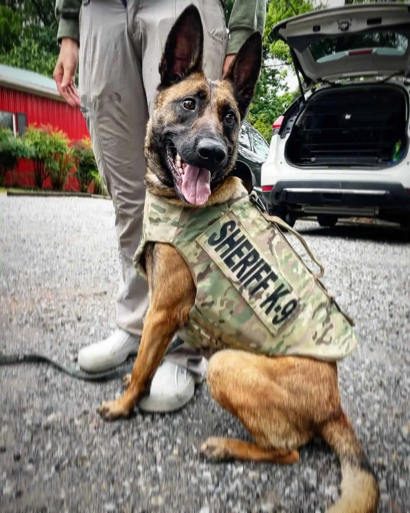  壁紙 — 一隻快樂的德國牧羊犬K9警員穿著迷彩背心，警覺地坐在碎石上，旁邊有領犬員和打開的SUV。